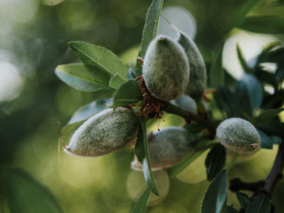 Sysstem-Pecan™ boosts yield and health in stressed groves