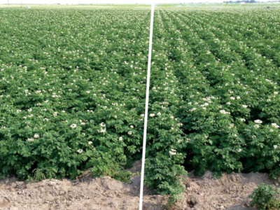 Increasing Marketable Potato Yield and Internal Quality