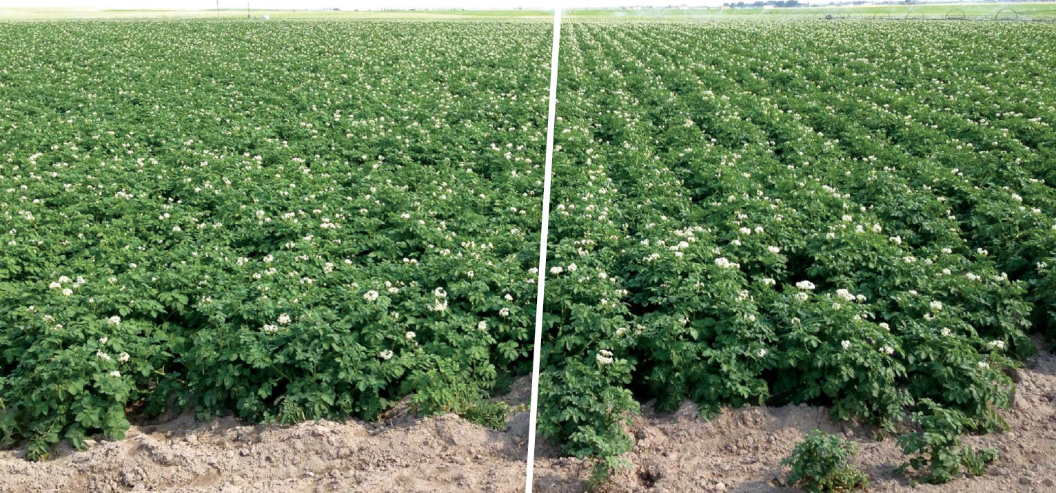 Increasing Marketable Potato Yield and Internal Quality AgroK