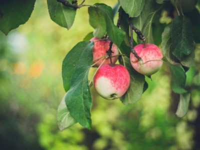 Apple researchers find Sysstem-CAL™ is compatible with plant growth regulators