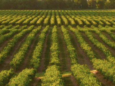 Quality & Yield From Sysstem- SeaCal