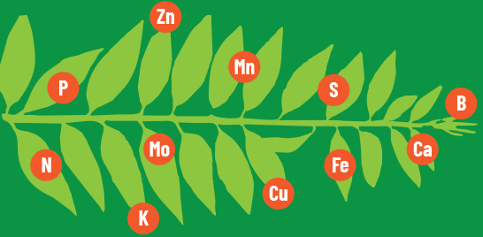 AGRO-K Sap Analysis