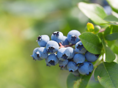 Foliar Nutrition Strategies Blueberry and Cane Berry Growers can Implement this year to Maximize Fruit Size, Quality and Shelf-Life