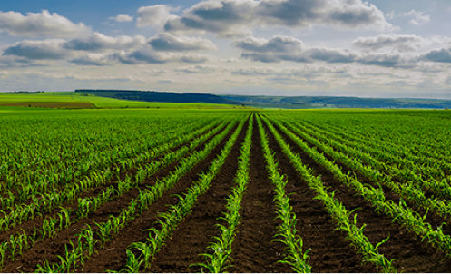 about_field