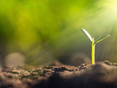 Add a vigor boost while controlling weeds in alfalfa
