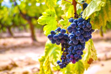 Nutrient management is key to improving fruit set, volume of wine