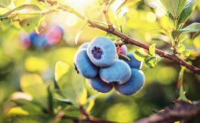 Develop effective nutrient plans to maximize fruit size and shelf life for blueberries and cane berries