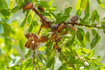 How to Avoid Common Issues With Your Nut Crops
