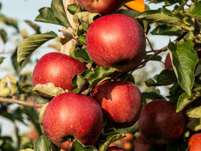 Agro-K Science-Driven Nutrition™ from Tight Cluster to Pink Impacts Fruit Quality & Packout