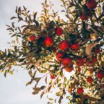 apple tree in the sunlight with many red apples