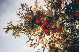 apple tree in the sunlight with many red apples