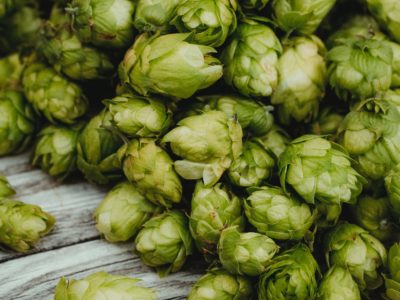 Sap Analysis Takes Progressive Hops Growers from Good to Great