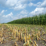 harvested corn in field
