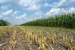 harvested corn in field