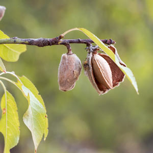 Maximizing Almond Yield is Critical to Profitability in the Current Environment