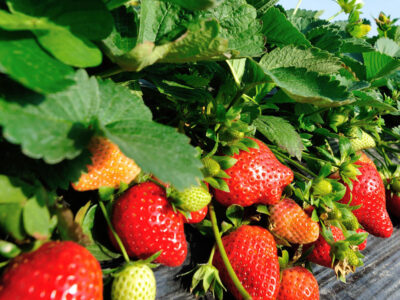 Low Calcium Levels in Strawberries can Lead to Deformed Fruit